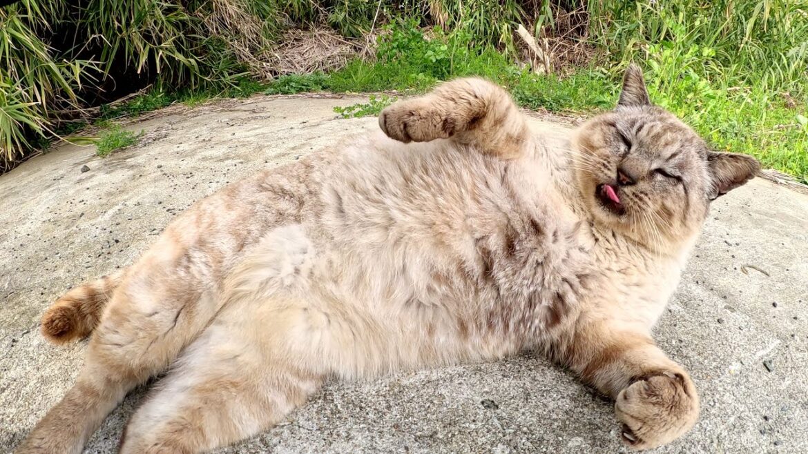 おじいちゃんシャム猫が喉をゴロゴロと鳴らしながら甘えてきた おじいちゃんシャム猫が喉をゴロゴロと鳴らしながら甘えてきた