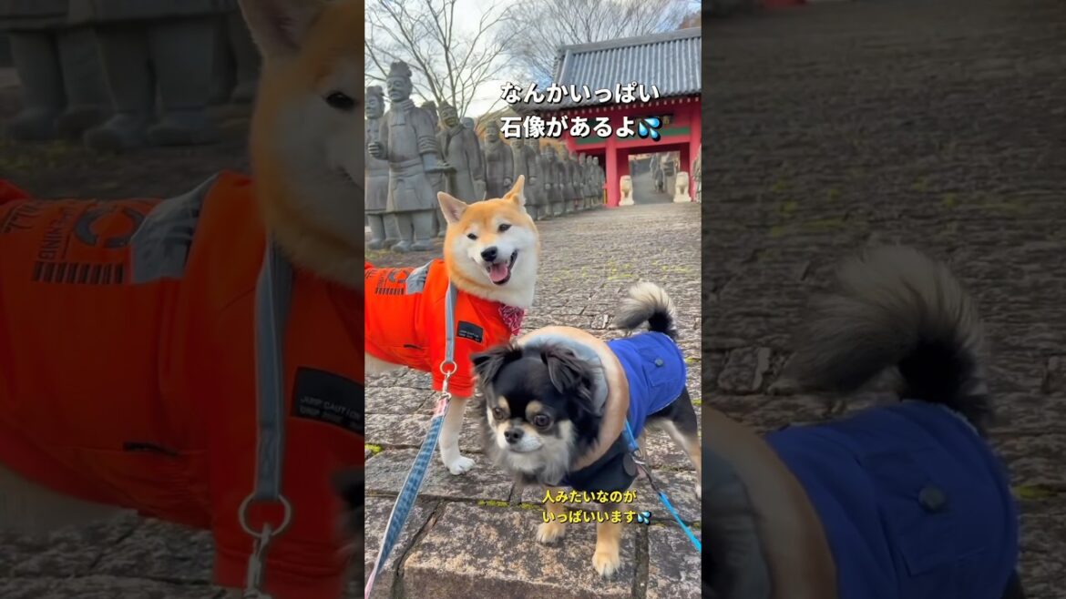 お出かけ😊🐶✨#柴犬　#チワワ #shorts
