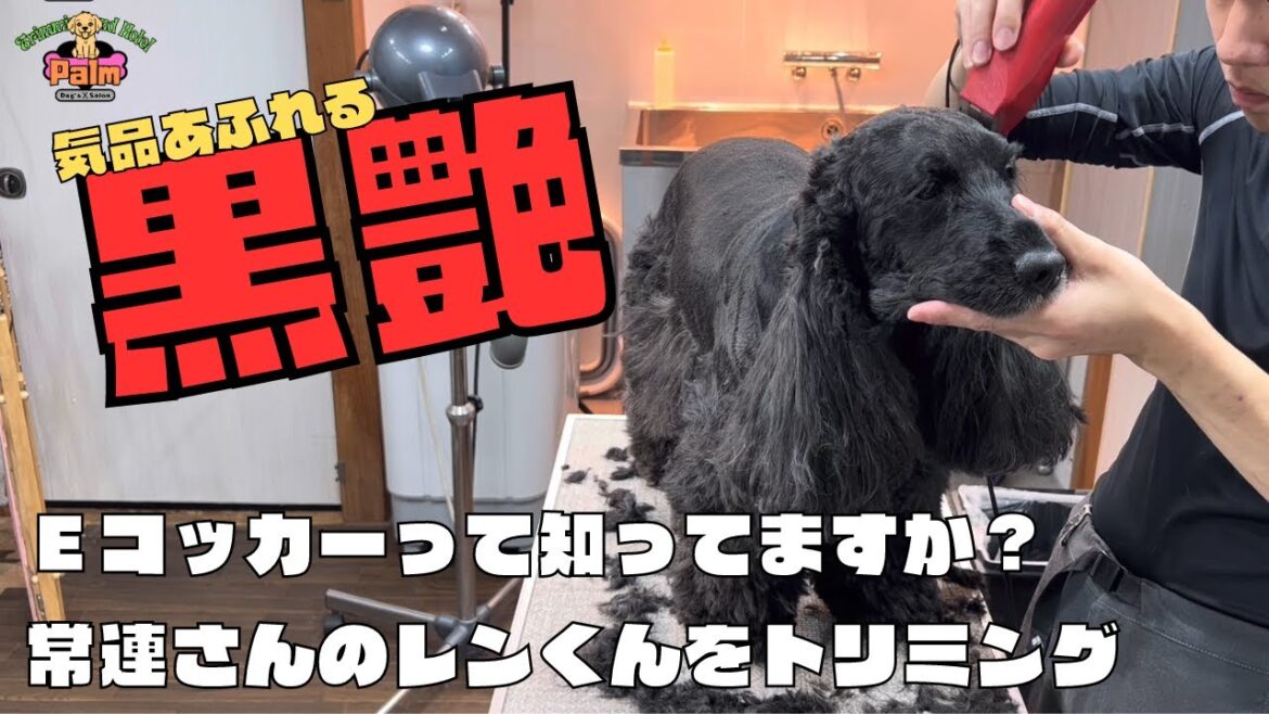 〚上品〛イングリッシュ・コッカー・スパニエルのトリミング！！