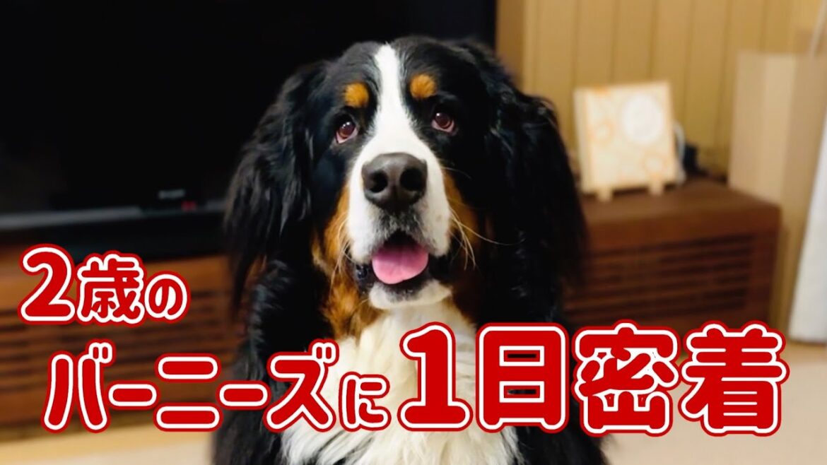 2歳のバーニーズマウンテンドッグに密着しました