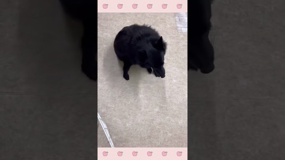 ＃犬のようちえん　＃犬のほいくえん　＃犬お泊りトレーニング　　#子犬しつけ  #しつけ教室 　#スキッパーキ  　＃犬のしつけ　#shorts 　#パピートレーニング