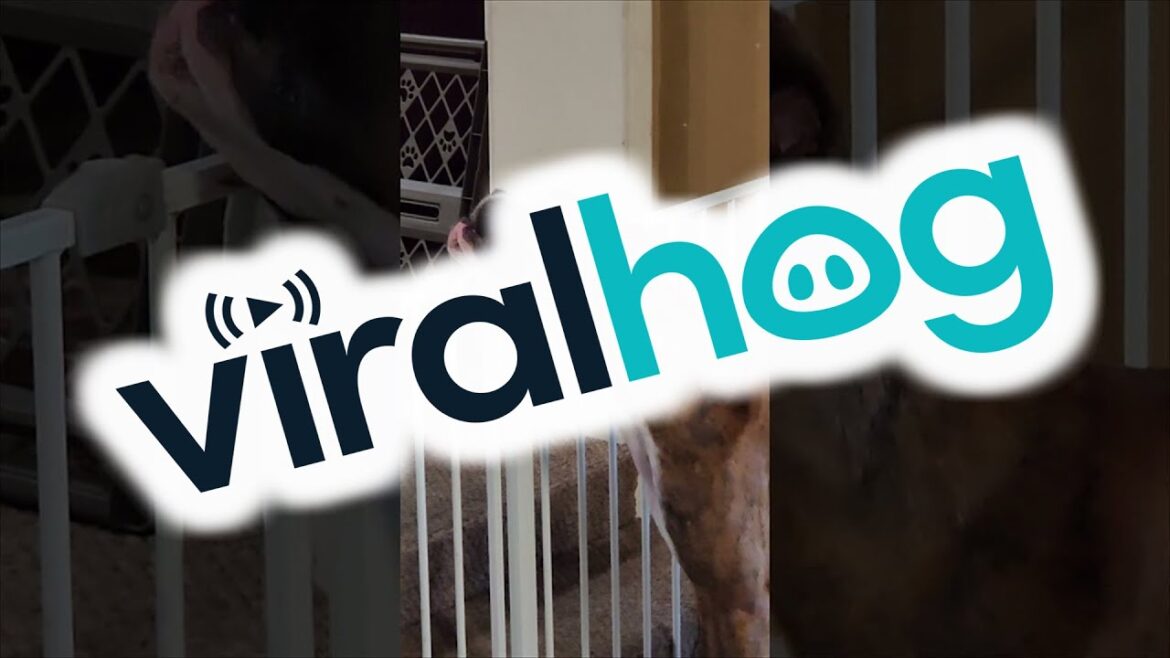 Boxer Breaks Out of Gated Area || ViralHog