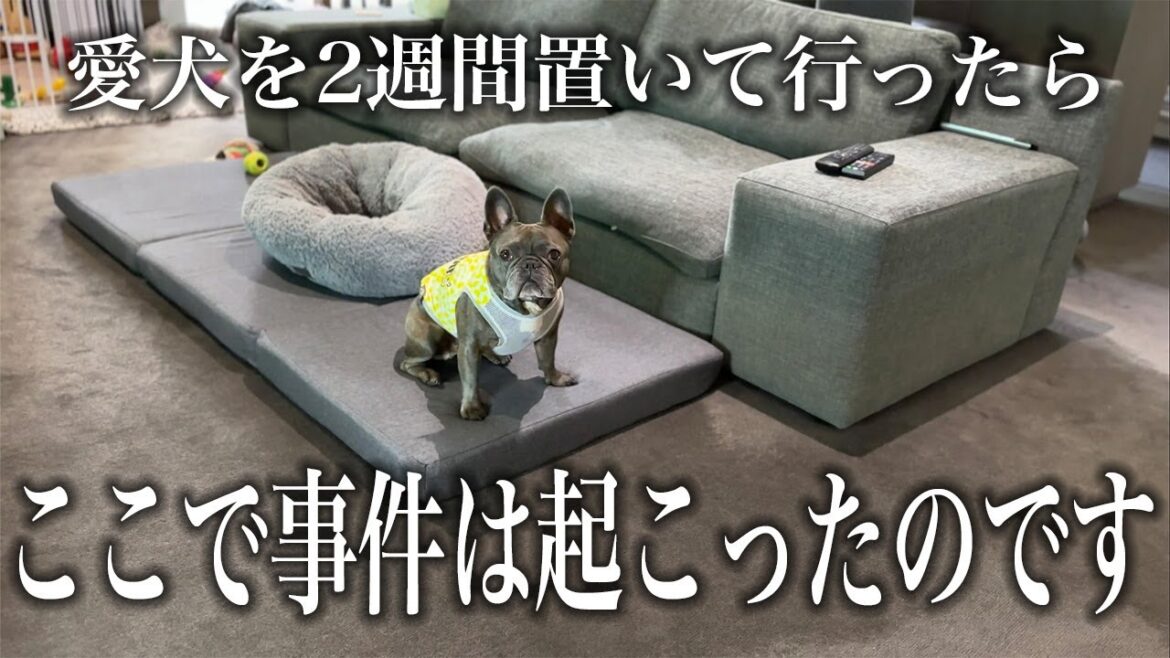 愛犬を2週間置いて行ったらまさかの事件が起きてしまいました…