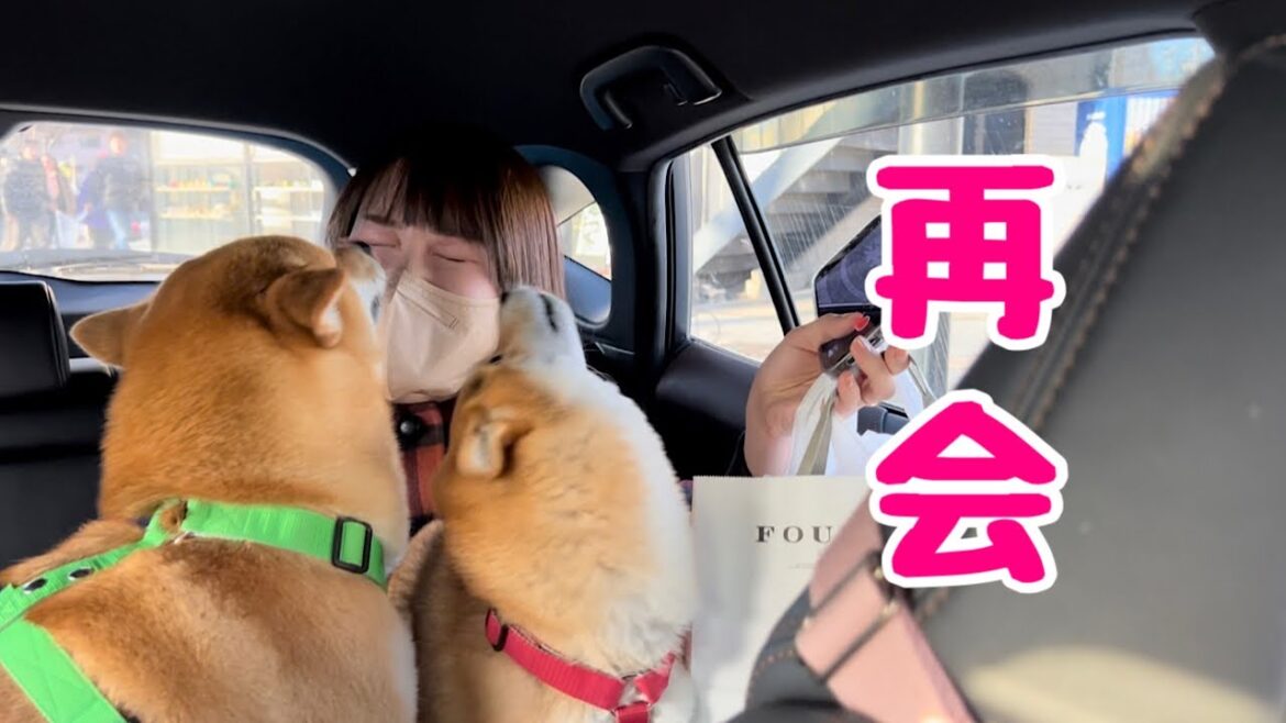 駅で出待ちをしていたらママを見つけた瞬間何年振りかのようなお出迎えで大興奮な柴犬が可愛い 駅で出待ちをしていたらママを見つけた瞬間何年振りかのようなお出迎えで大興奮な柴犬が可愛い