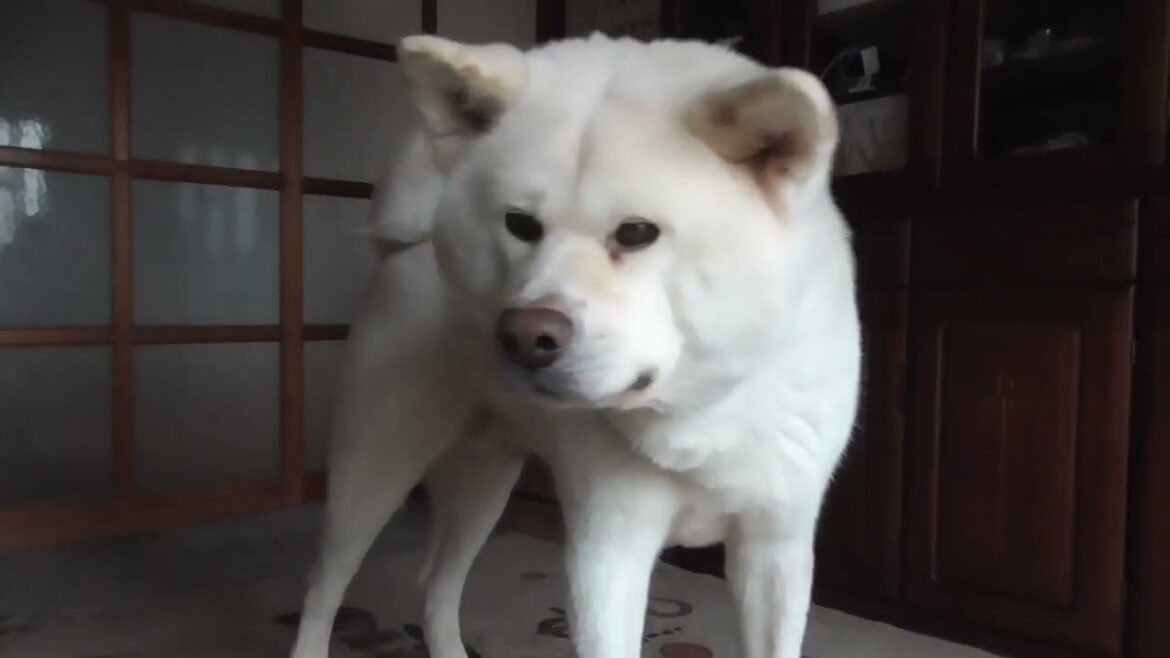 【秋田犬ゆうき】飼い主のこっち来い♪ほど怪しい言葉は無いが仕様が無いので相手をしてあげる【akita dog】
