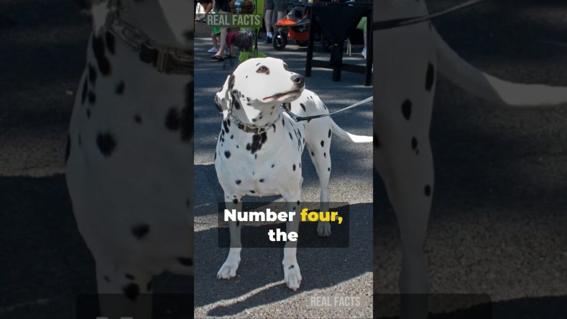 Top 10 Most Loyal Dog Breeds:🤔 Do You Agree With Our List? #shorts #facts🐶 Top 10 Most Loyal Dog Breeds:🤔 Do You Agree With Our List? #shorts #facts🐶