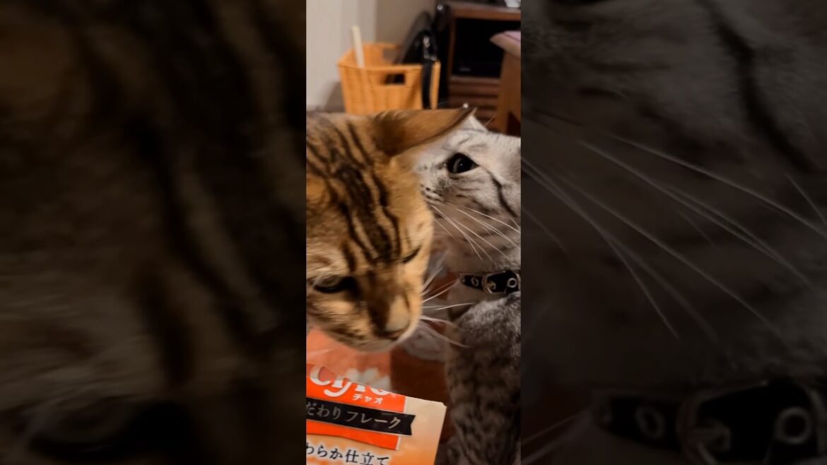 #ねこの日 新しいウェットフードを買ってみた😽 #cat  #ニャン  #オシキャット  #ベンガル  #癒し動画  #チャオ