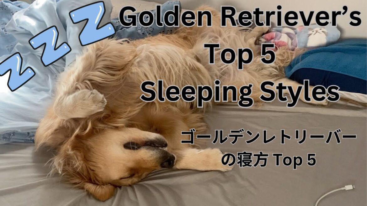 Golden Retriever’s Top5 Sleeping Styles(ゴールデンレトリーバーの寝方 Top5) Golden Retriever's Top5 Sleeping Styles(ゴールデンレトリーバーの寝方 Top5)