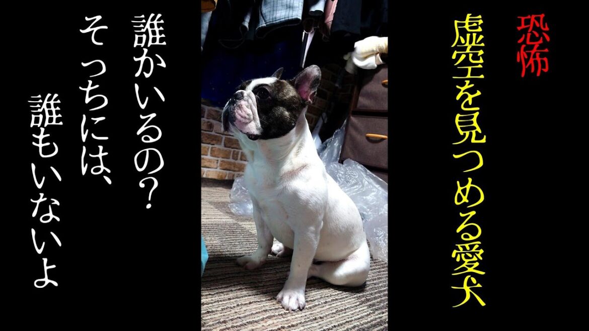 亡くなったパグ「おまめ」が来ているんじゃない？　【恐怖】虚空を見つめる愛犬フレブル（無編集元動画）フレンチブルドッグ『ぶーちゃん日記』