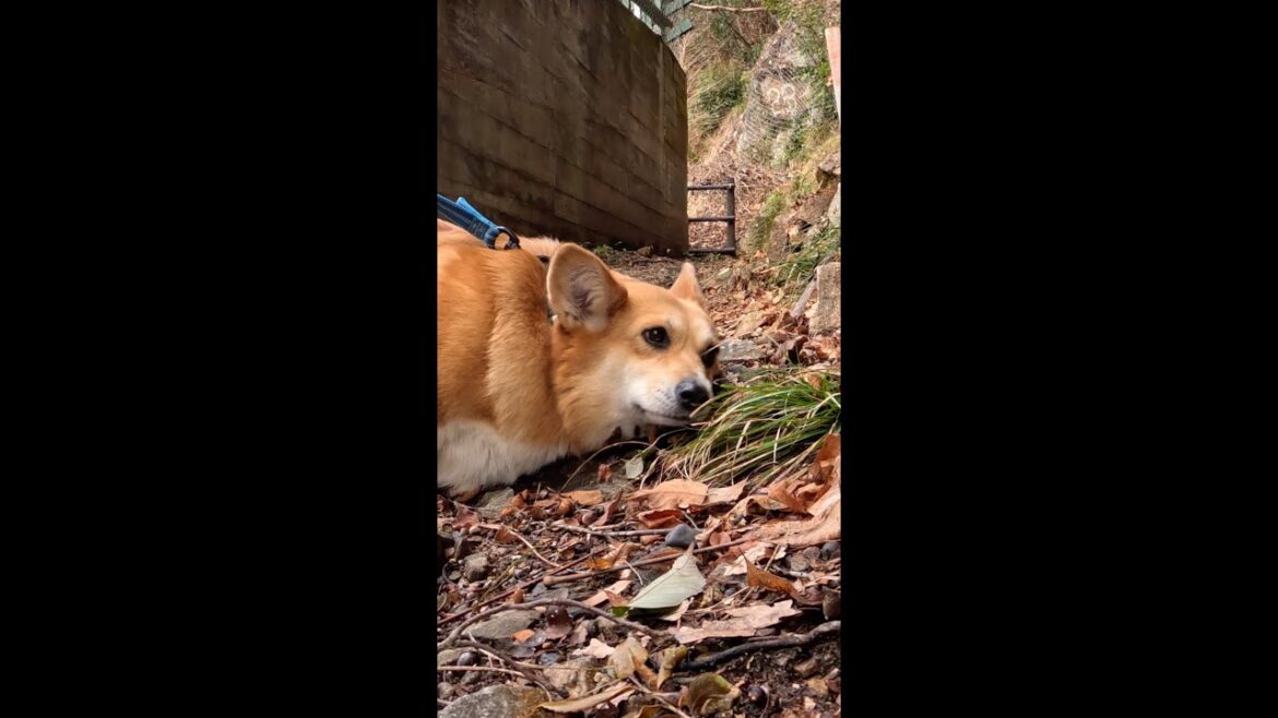 秘境駅を見て寛いでいるコーギー / Corgi relaxing looking at a secluded station #コーギー #サクラ #秘境駅