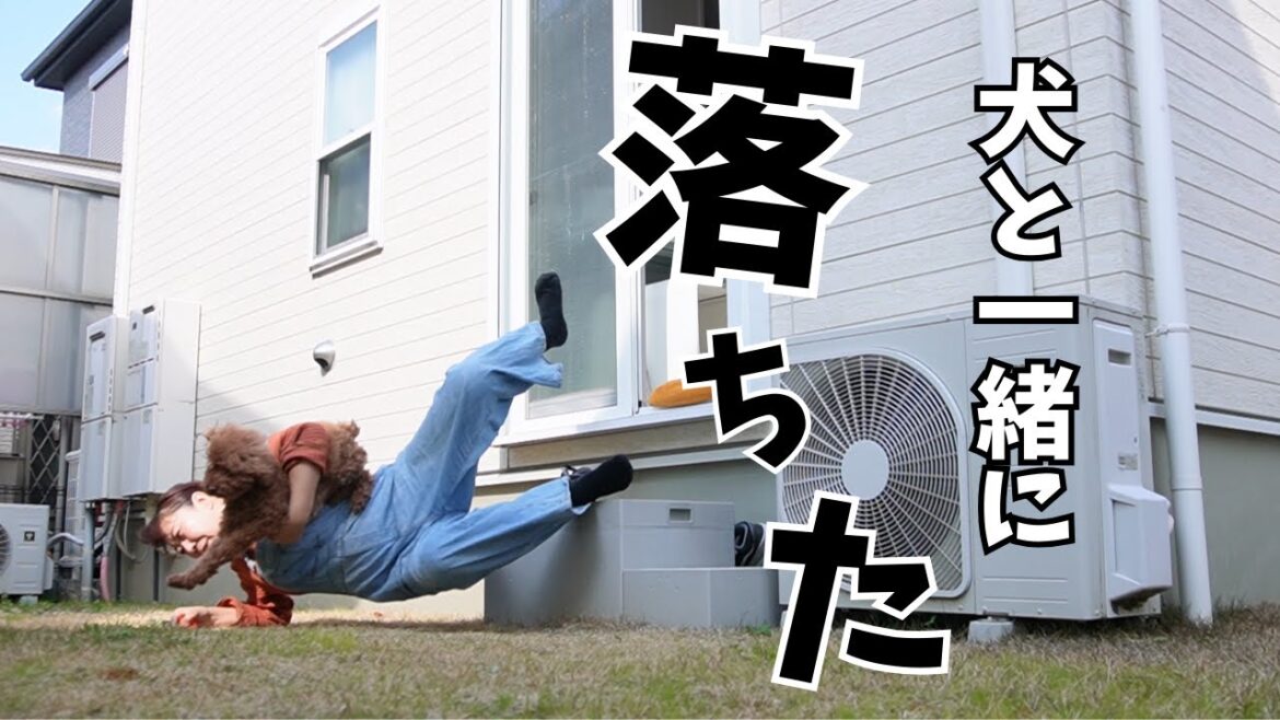 可愛い愛犬たちを撮ろうとしただけなのに とんでもないことになりました～多頭飼い～チワワ シーズー ミニチュアピンシャー トイプードル