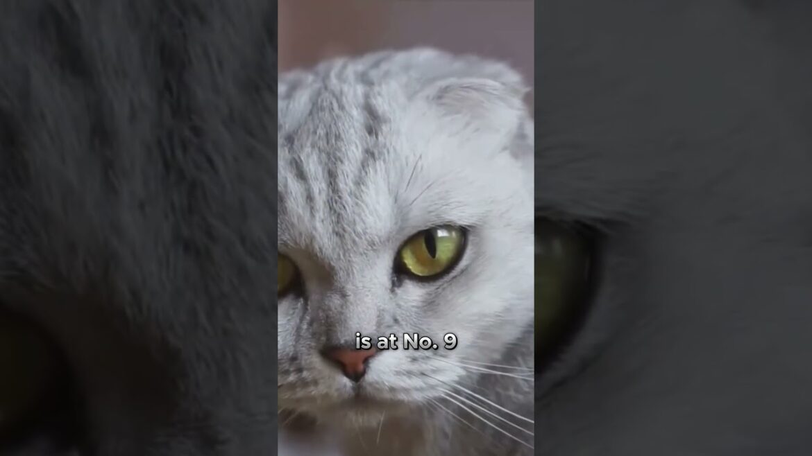 The Most Popular Cat  Domestic Short Hair