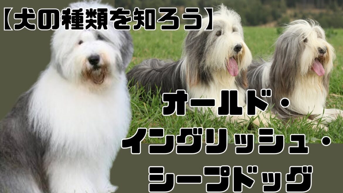 【犬を知ろう】オールド・イングリッシュ・シープドッグ