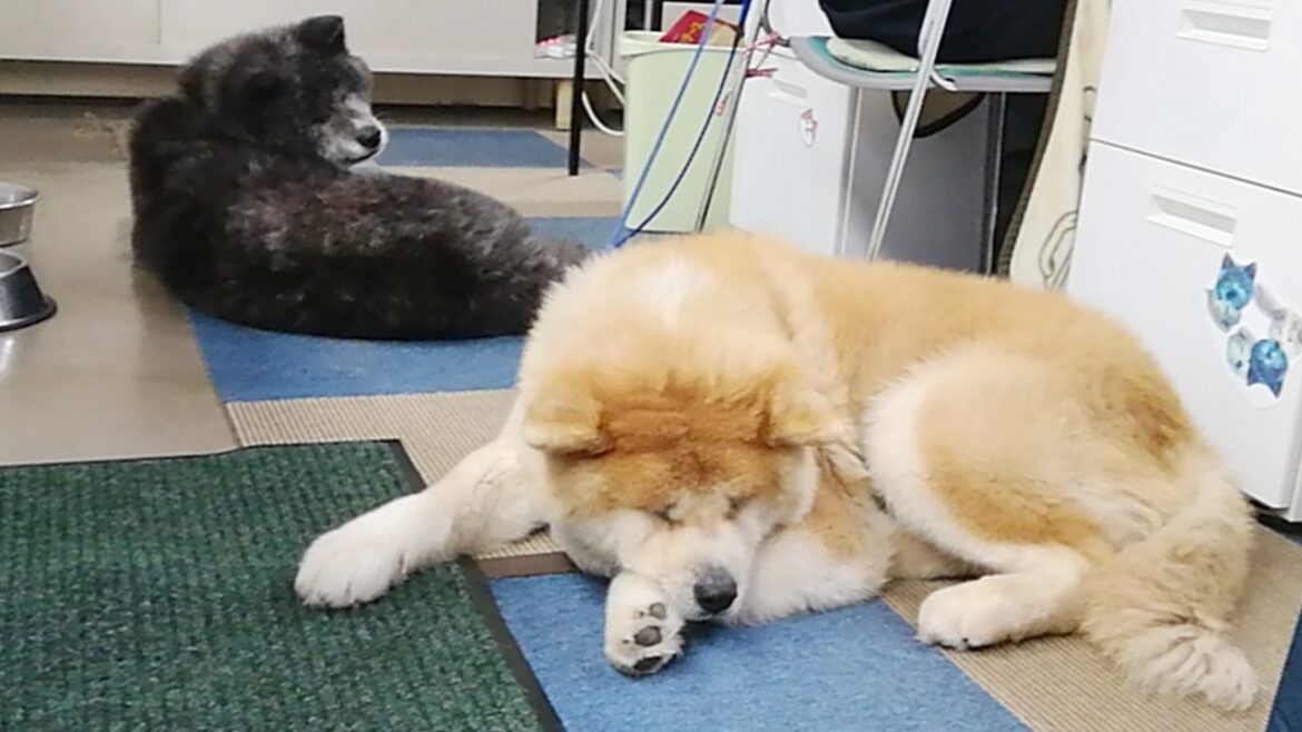 秋田犬会館配信！