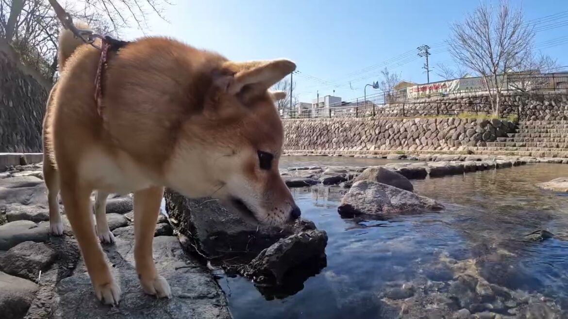 鴨のように川に入ろうか思案する柴犬　都賀川