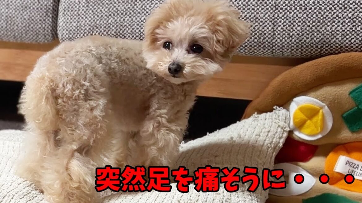 トイプードルが突然足を痛そうにするようになりました