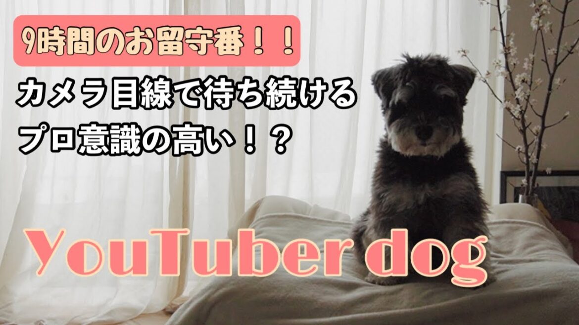 【モニタリング3日目】長時間のお留守番最終日‼︎おやつ食べた後は大体こんな感じ…