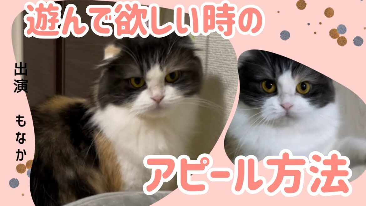 もなかの遊んで欲しい時のアピール方法　愛猫「もなか」の日常[スコテッシュフォールド]