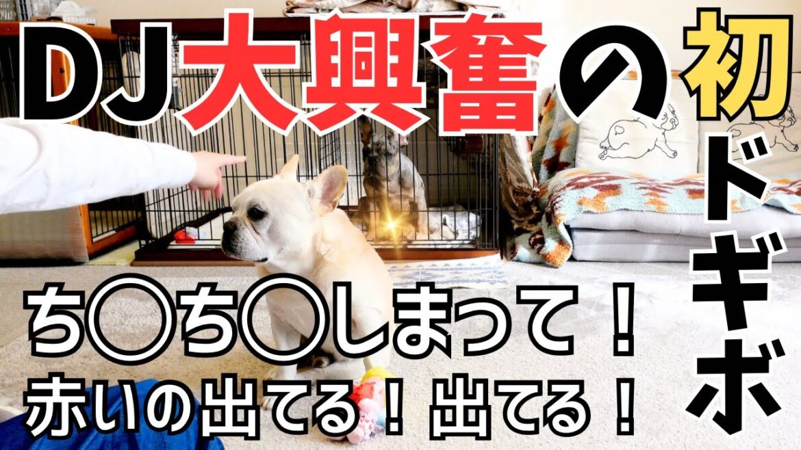 フレンチブルドッグの子犬が初めてのドギーボックスに赤チン出して大興奮【DoggyBox 2月号】