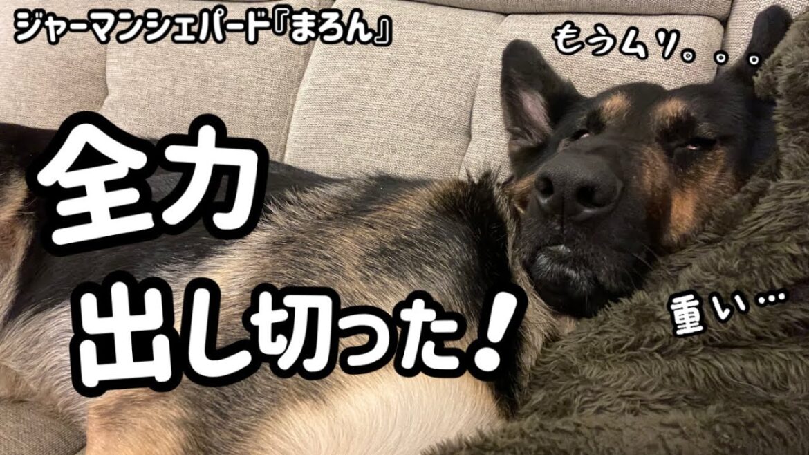 【ジャーマンシェパード】２歳のシェパードまろん。今日も撃沈😆なんでも全力！いつも全力！毎日ほんとに頑張ってます。精一杯生きる姿はほんとお手本だね😊