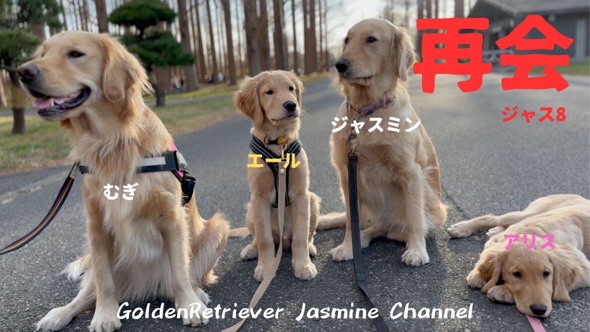 【ゴールデンレトリバー】ジャスミン、エールくんとの再会