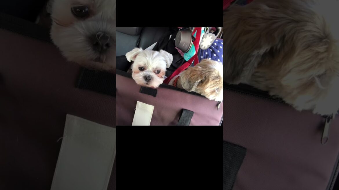 後ろを振り返ってみたら…🐶🐶#shorts #シーズー#マルシーズー 後ろを振り返ってみたら…🐶🐶#shorts #シーズー#マルシーズー