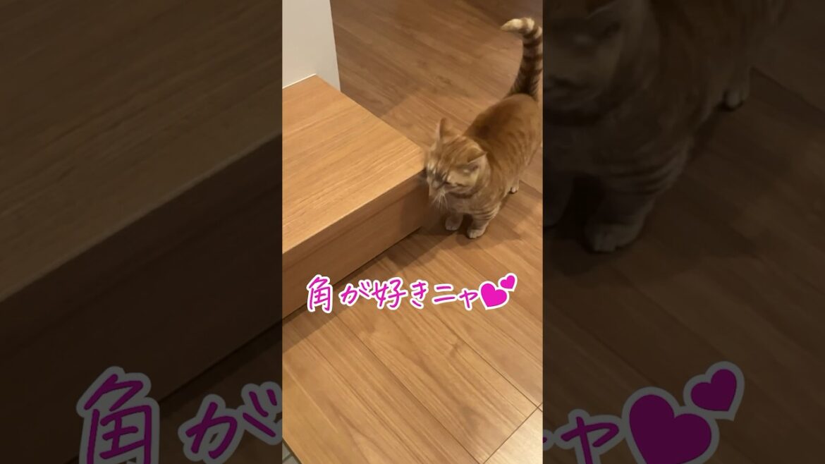 歩き回りながら角にスリスリする短足猫が可愛い！#cat #マンチカン #猫かわいい