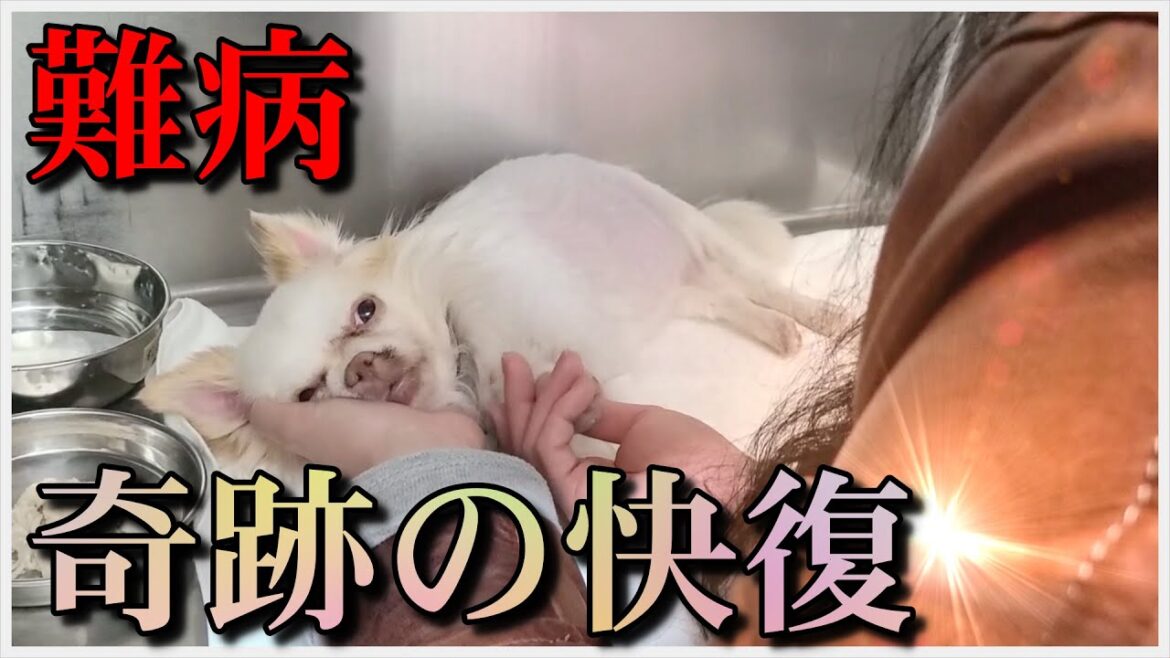 【難病】保護犬チワワ 3度の危篤! 獣医さんも驚いた難病からの奇跡の快復! 【難病】保護犬チワワ 3度の危篤! 獣医さんも驚いた難病からの奇跡の快復!