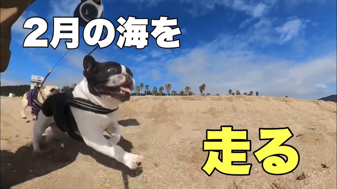 楽しそうに走りまくるフレンチブルドッグを見てね！