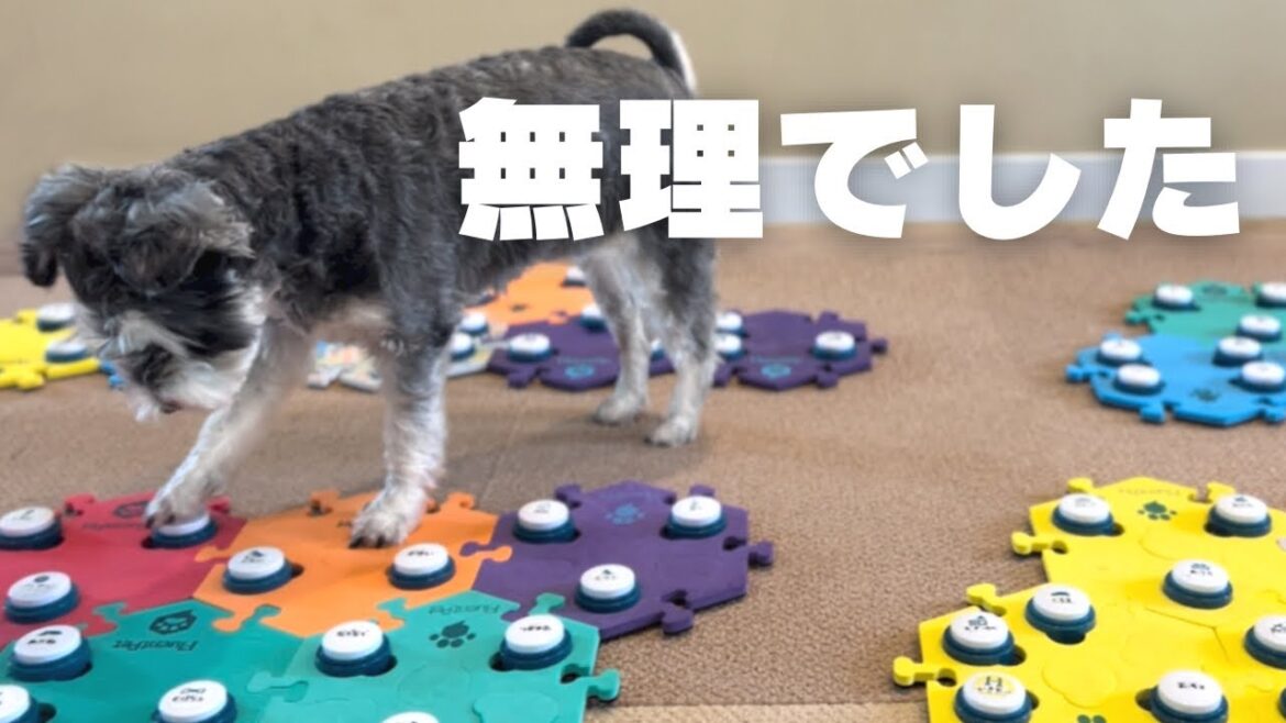 ミニチュアシュナウザー賢すぎて無理です。【しゃべる犬】