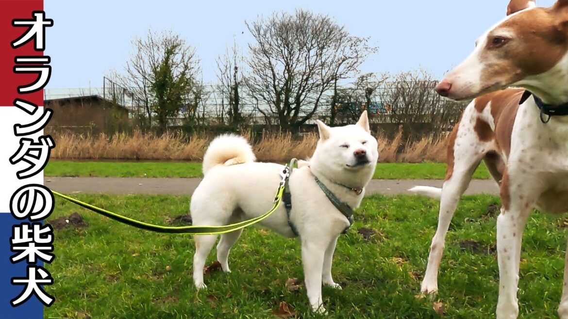 柴犬柿丸 大型犬からパピーまで ワンコいっぱい川沿い遊歩道【オランダ / 環境音 / 4K】Kaki-Maru the Shiba Inu 柴犬柿丸 大型犬からパピーまで ワンコいっぱい川沿い遊歩道【オランダ / 環境音 / 4K】Kaki-Maru the Shiba Inu