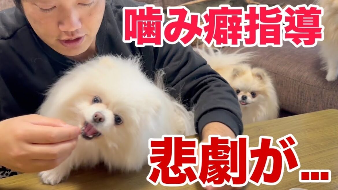 ポメラニアンに噛み癖を指導したら大変な目に遭いました