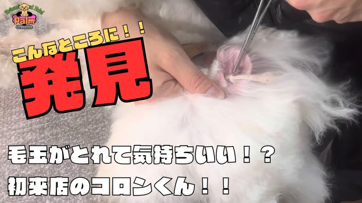 お家トリミングだったビジョンフリーゼの初トリミングサロン