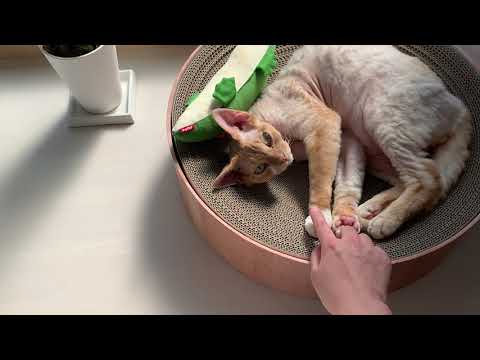 日向ぼっこしているデボンレックス兄と遊びました(Playing with Devon Rex cat basking in the sun) 日向ぼっこしているデボンレックス兄と遊びました(Playing with Devon Rex cat basking in the sun)