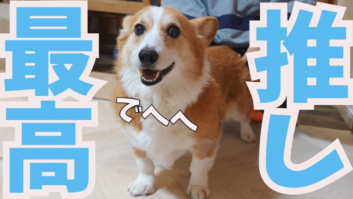 推し（長男）からのなでなでに最高のコーギースマイルが炸裂しました！