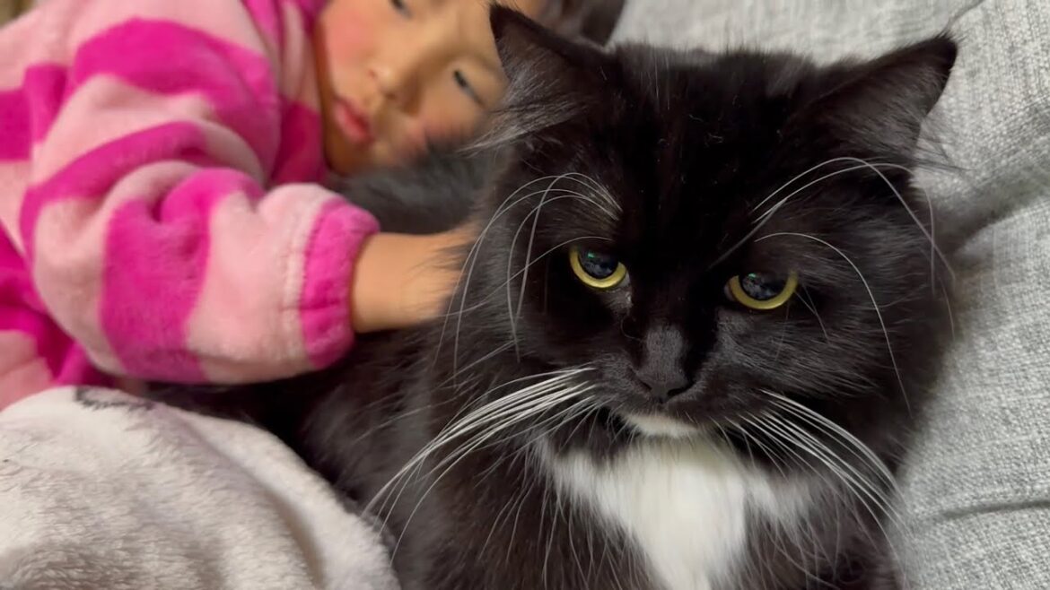 靴の匂いを嗅いで泣かしてしまった猫と上手に甘える猫　ノルウェージャンフォレストキャット　ラガマフィンA well-loved cat. Norwegian Forest Cat. Ragamuffin
