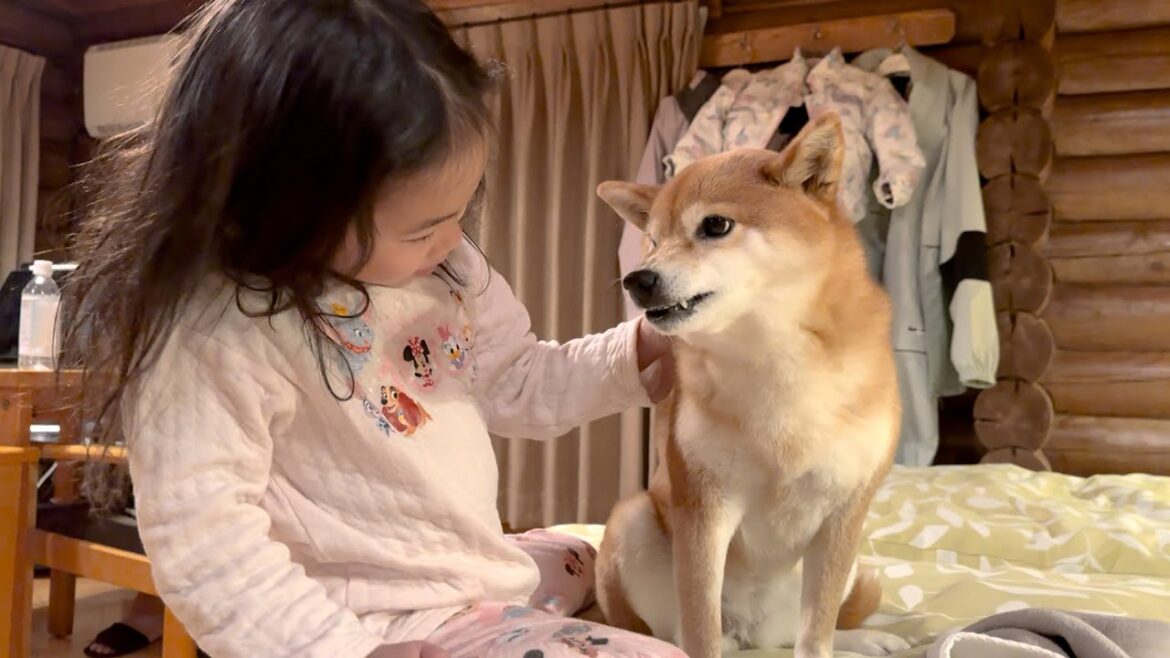 【軽井沢】旅先で怒っている柴犬に５歳娘が素敵な魔法をかけました