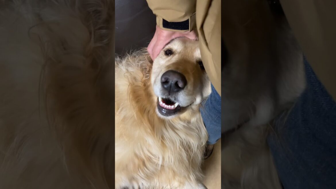 1番好きな人　ゴールデンレトリバー　ボクサー犬
