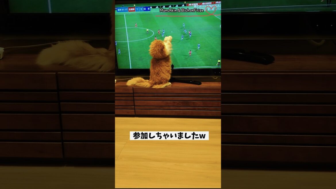 【マンチカン】なでしこジャパンの試合を観ていたら思わず参加しちゃった女王猫 【犬と猫、両方飼ってると毎日かわいい♥】