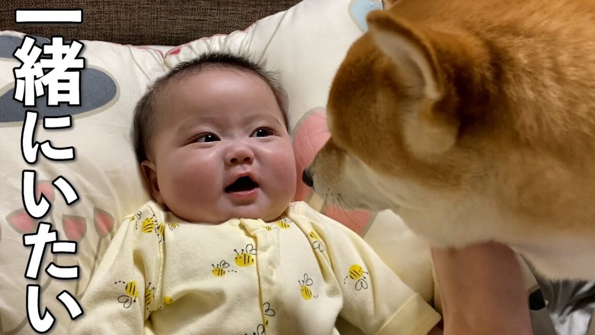 赤ちゃんが寂しくないようにいつも傍にいる柴犬