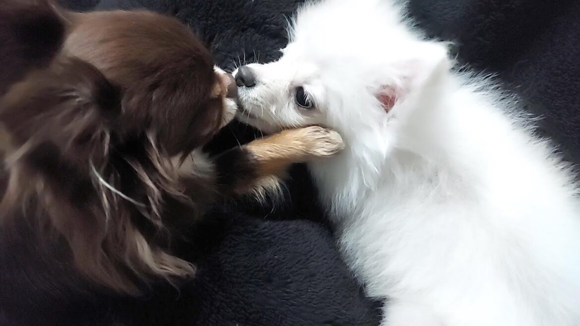 和解のカタチが可愛いチワワとポメラニアン