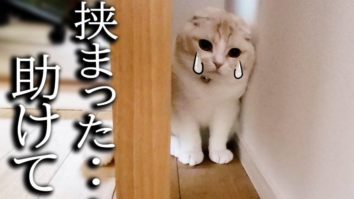 猫がニャーニャー騒いで泣いてるので見に行くと...