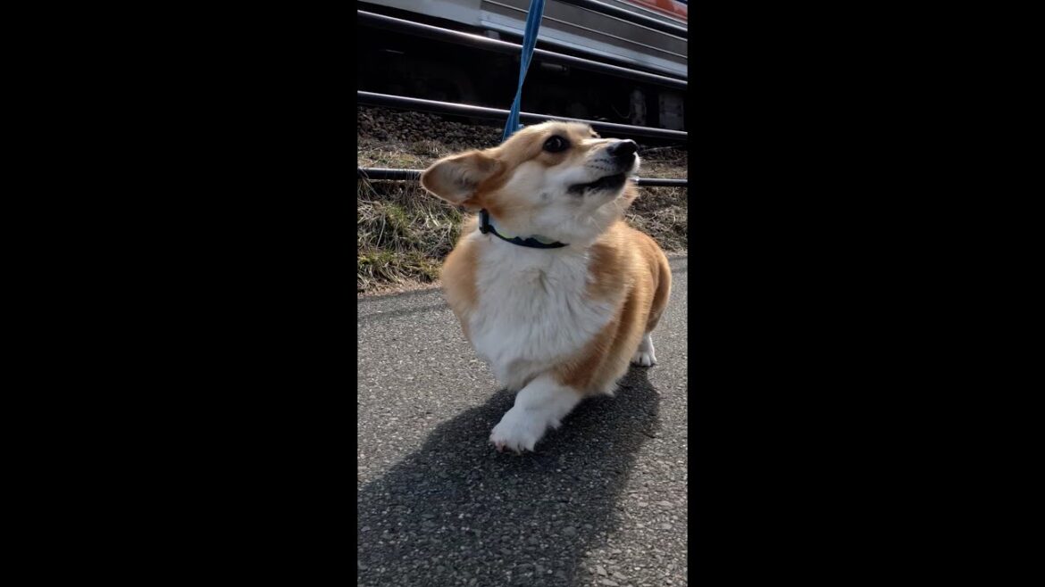 速い電車に驚くコーギー / Corgi startled by fast train #コーギー #サクラ #電車