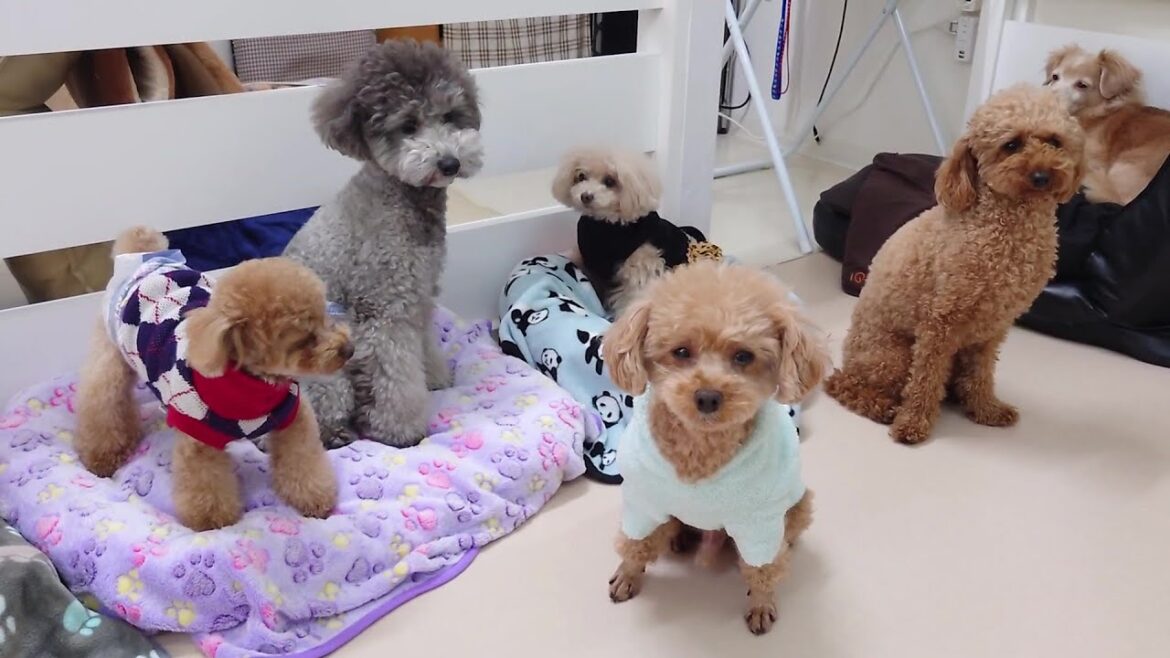 トイプードル集合　🐶ひみつきちなう！②🐶  2024年2月29日