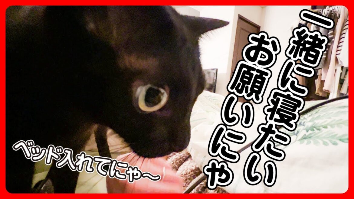 一緒に寝たい保護猫のおねがいが可愛すぎた🐈‍⬛