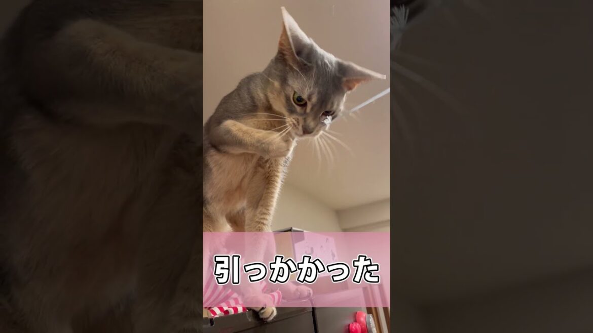 ボクシングに打ち込むうちの猫さん #shorts #猫 #アビシニアン