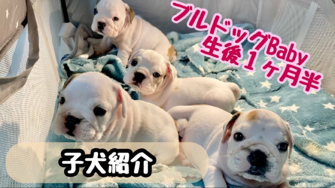 生後1ヶ月半　ブルドッグの子犬たち🐶