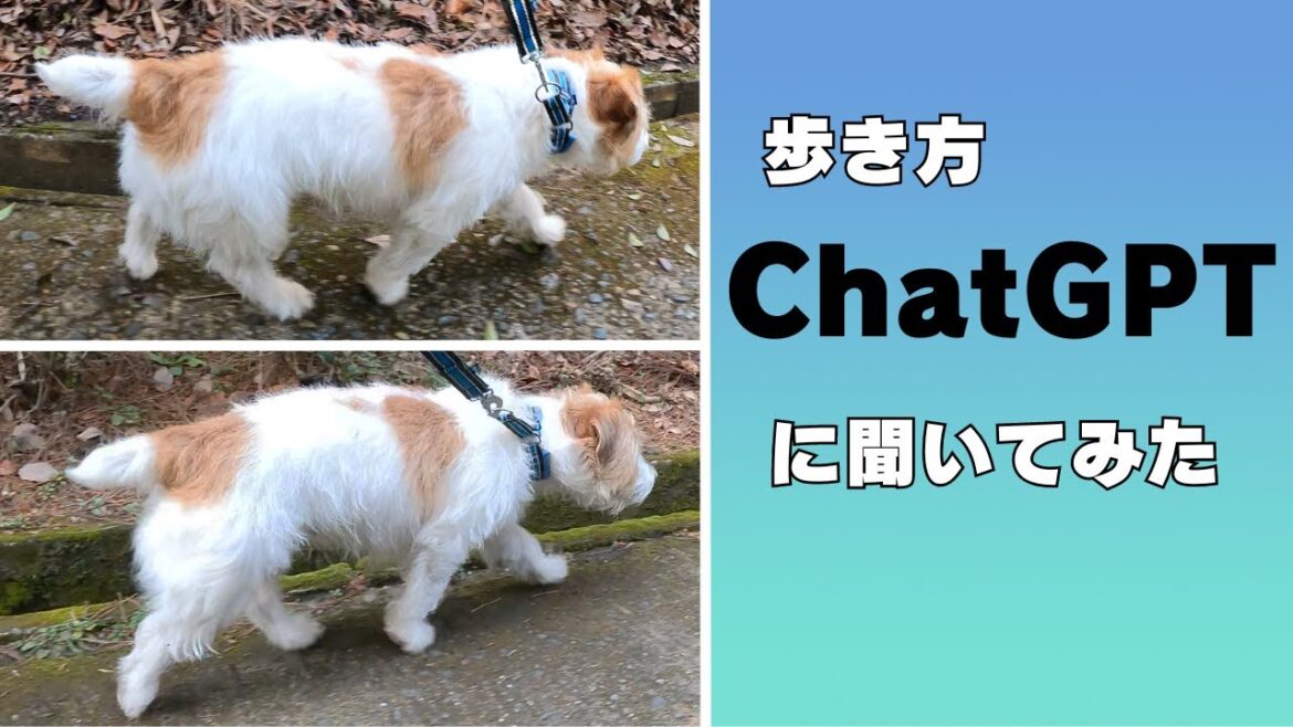 これって異常？愛犬の歩き方に違和感が
