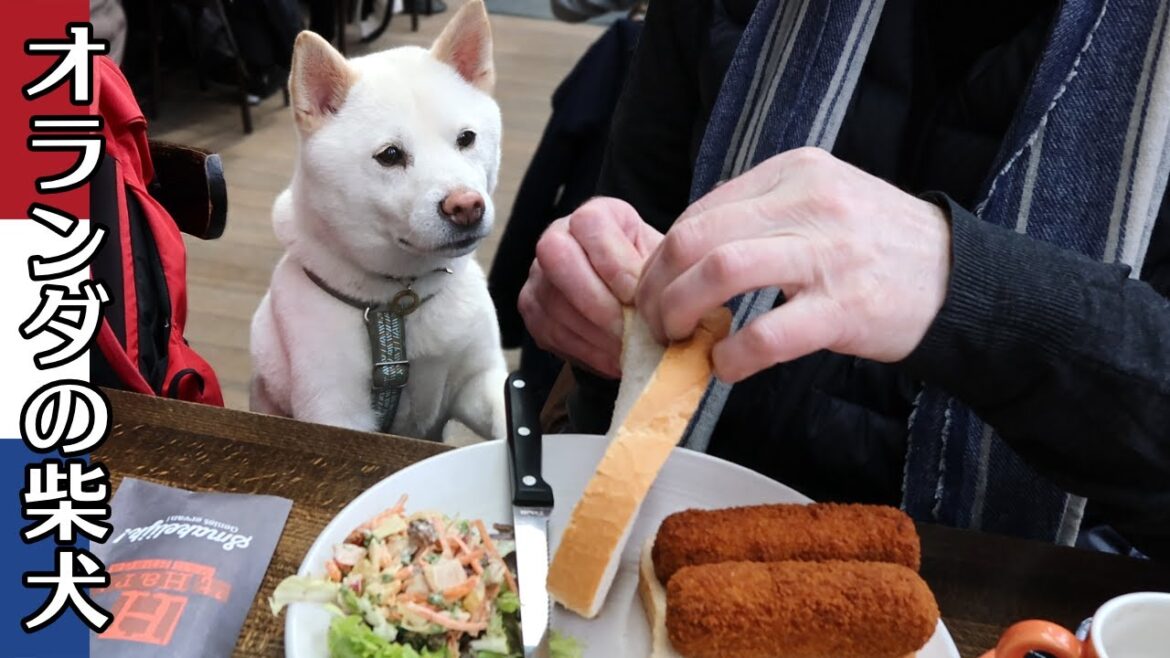 柴犬柿丸 ブレダー散策と 良い感じの棒を拾った柴犬【オランダ / 環境音 / 4K】Kaki-Maru the Shiba Inu 柴犬柿丸 ブレダー散策と 良い感じの棒を拾った柴犬【オランダ / 環境音 / 4K】Kaki-Maru the Shiba Inu