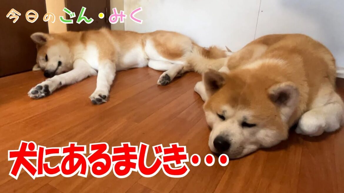 犬にあるまじき・・・　今日のごん・みく♡　秋田犬【ごん・みく チャンネル】